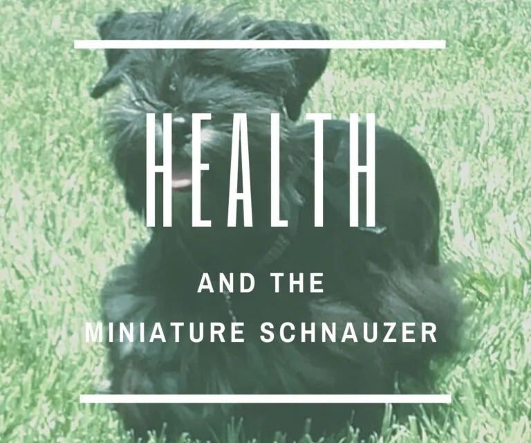 What Are the Common Health Issues Specific to Schnauzers?