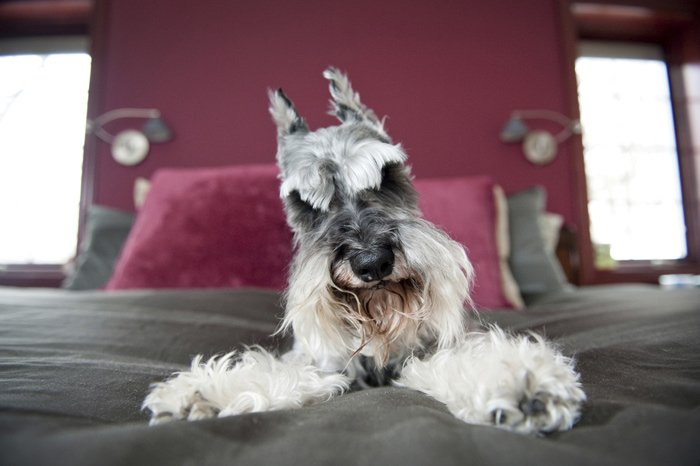 How Often Should I Take My Schnauzer to the Veterinarian for Check-ups?