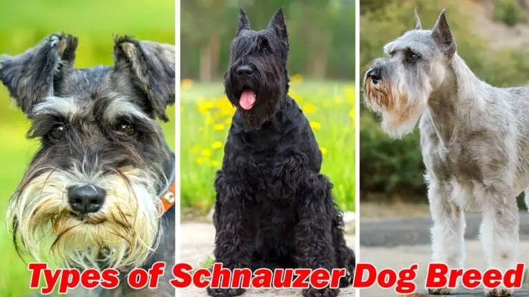 What Are the Different Types of Schnauzers?