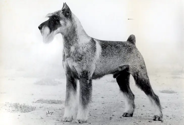 The Detailed Story Behind the Origin of the Schnauzer Breed