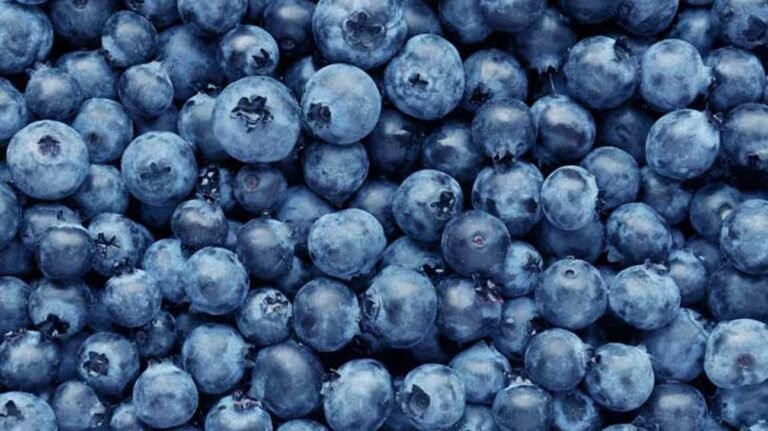 Can Schnauzers Eat Blueberries? The Comprehensive Guide to Canine Nutrition