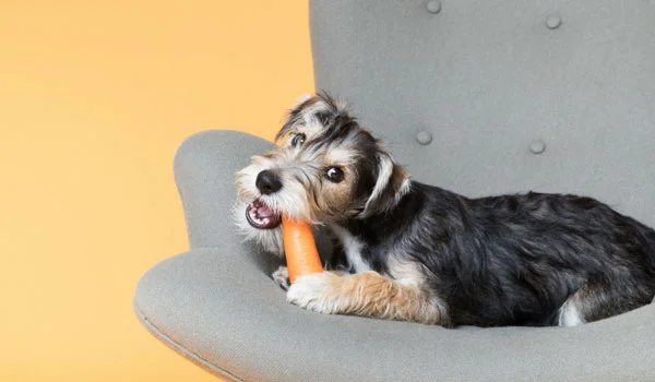 Crunching on Carrots: Can Schnauzers Eat Carrots?