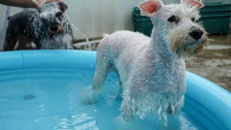Can Schnauzers Swim? Navigating the Waters with Your Furry Friend