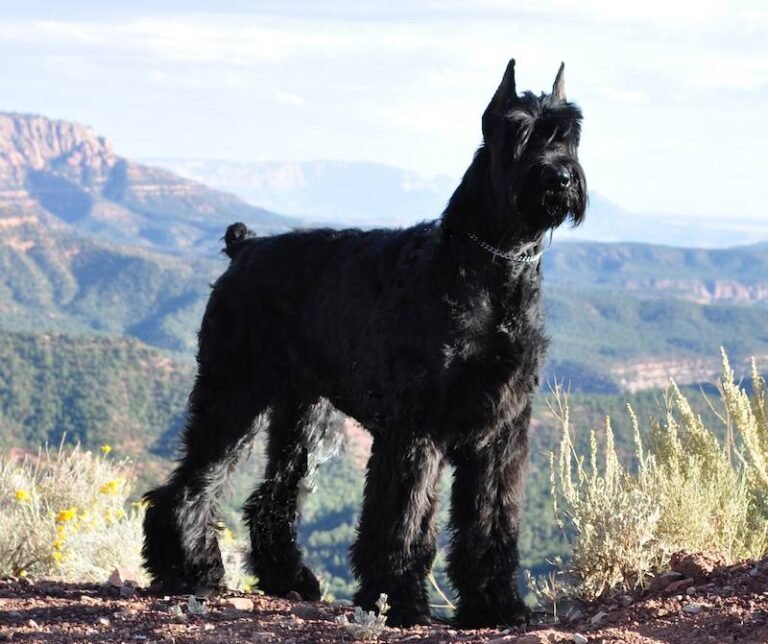 Do Giant Schnauzers Get Along with Other Dogs?