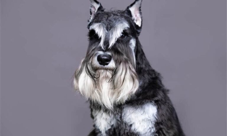 Unraveling the Fur-mystery: Do Schnauzer Dogs Shed?