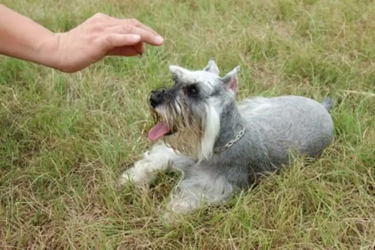 How Do I Get My Schnauzer to Stop Barking?
