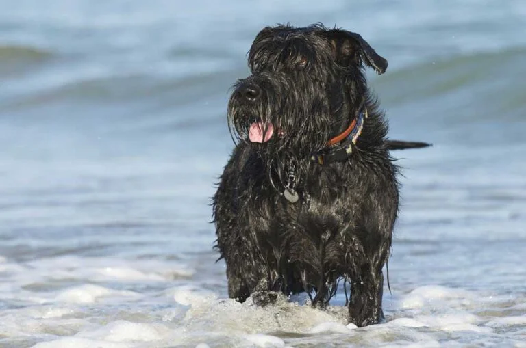 Are Schnauzers Good for Allergies? The Low-Shedding Truth
