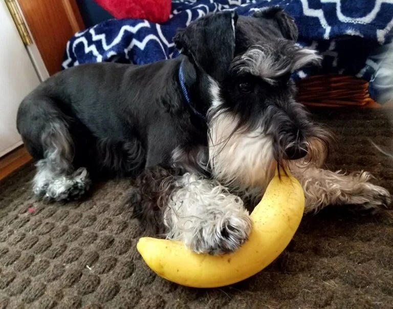 Can Schnauzers Eat Bananas? Peeling Back the Truth