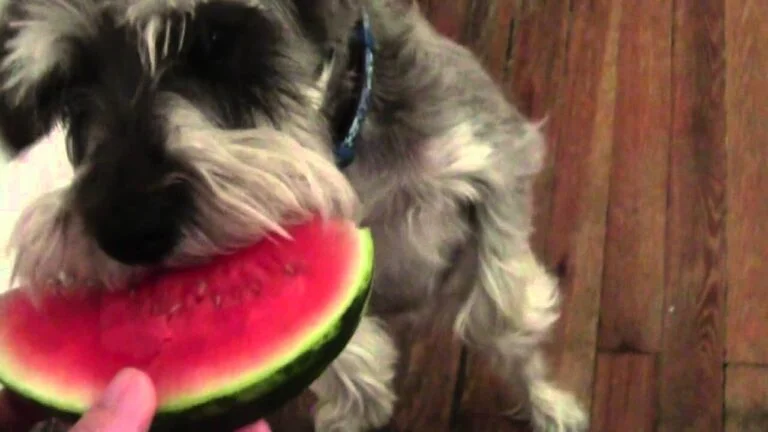 Can Schnauzers Eat Watermelon? A Juicy Dive into Canine Nutrition