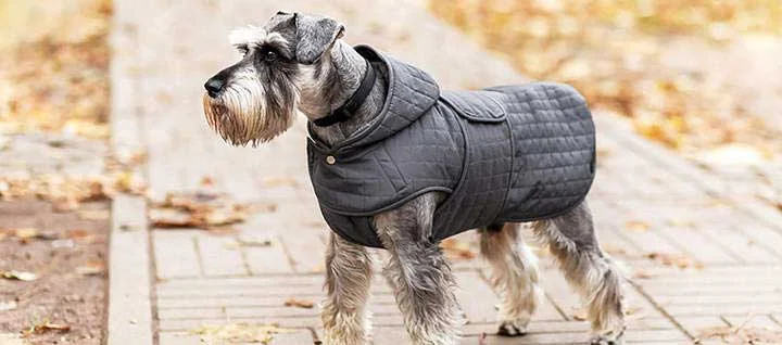 Do Schnauzers Need a Coat in Winter? Unraveling the Winter Wardrobe Dilemma