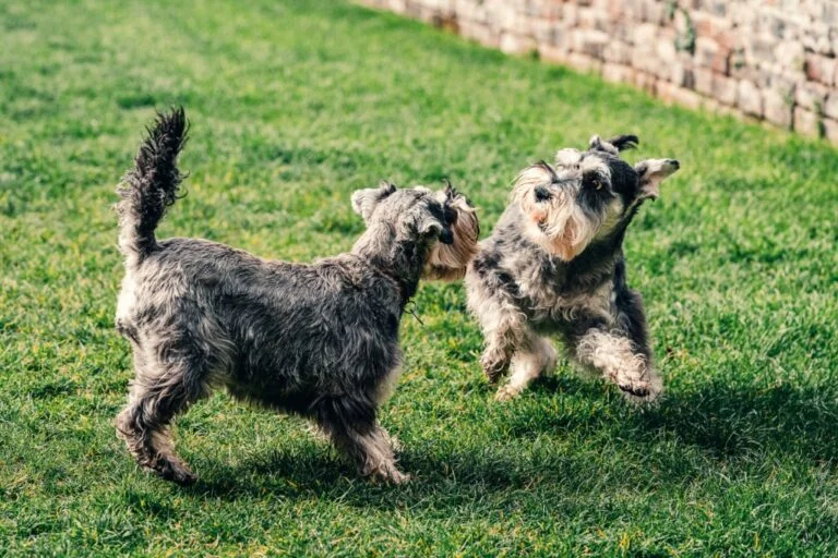 Do Schnauzers Need a Lot of Exercise? A Comprehensive Insight