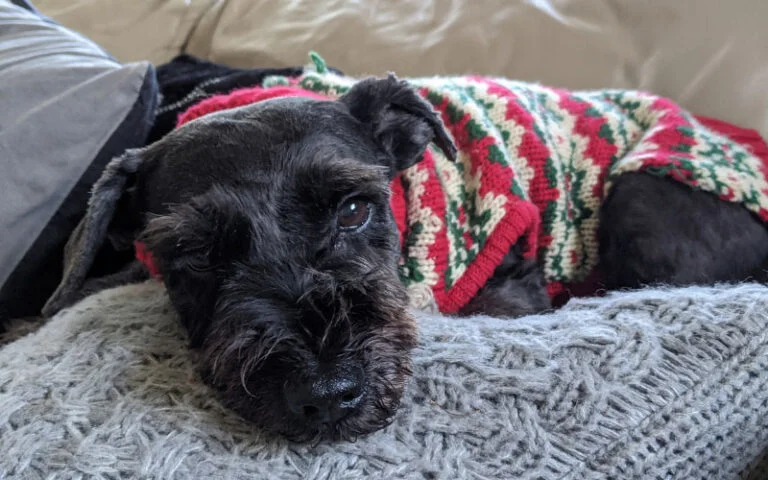 Do Schnauzers Need Sweaters? Unraveling the Layers of Canine Comfort