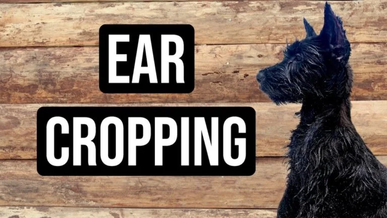 Do Schnauzers Need Their Ears Cropped? A Deep Dive into Tradition, Health, and Ethics