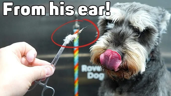Do Schnauzers Need Their Ears Plucked? An In-Depth Guide