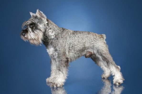 Do Schnauzers Need Their Glands Expressed? A Comprehensive Insight