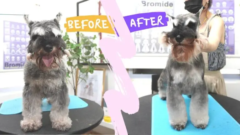 Do Schnauzers Need to Be Hand Stripped? A Comprehensive Exploration of Schnauzer Grooming