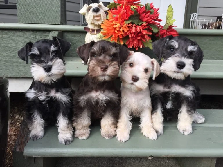 Breaking Down the Budget: How Much Do Schnauzer Puppies Cost?