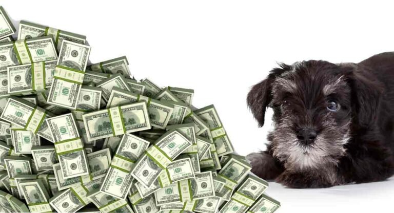Decoding the Expenses: How Much Does a Mini Schnauzer Cost?