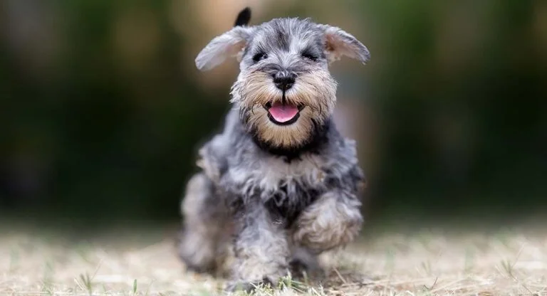 How Much Exercise Does a Miniature Schnauzer Need?