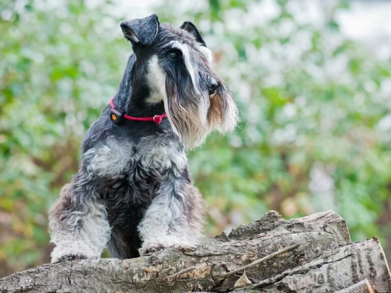 How Much Walking Does a Mini Schnauzer Need?