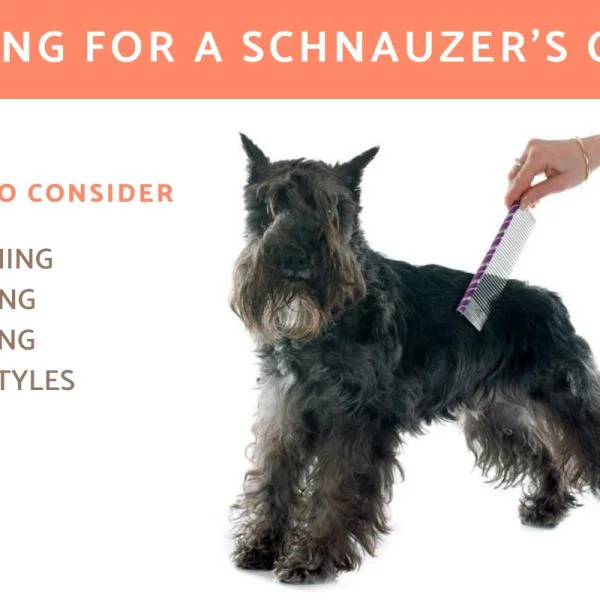 How Should a Schnauzer Be Groomed?
