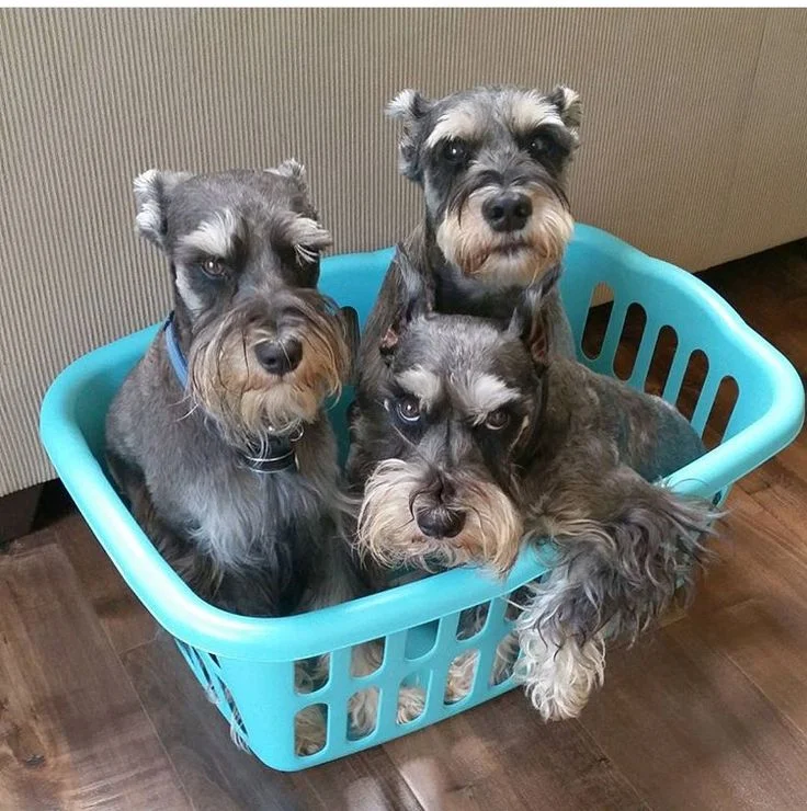 How to Keep My Schnauzer from Stinking
