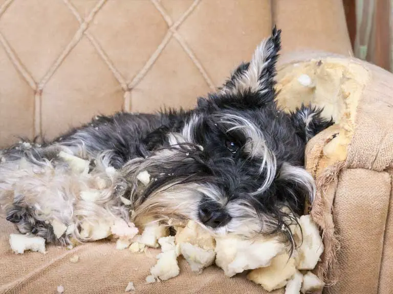 How to Stop Mini Schnauzer from Chewing?