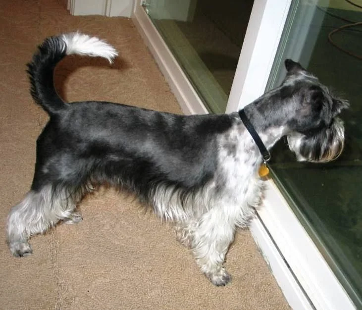 What Does a Schnauzer Tail Look Like?