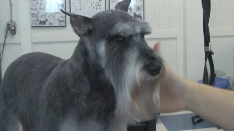 Does Schnauzers Have Beards?