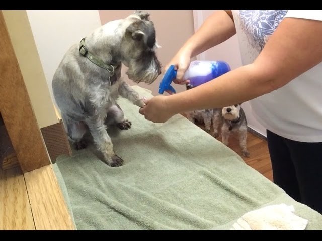 How to keep your Schnauzer clean?