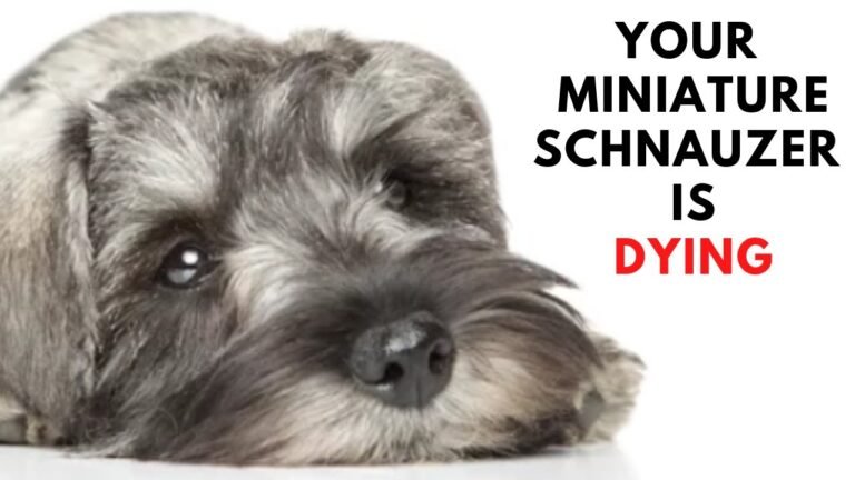 What Is the Lifespan of a Miniature Schnauzer?