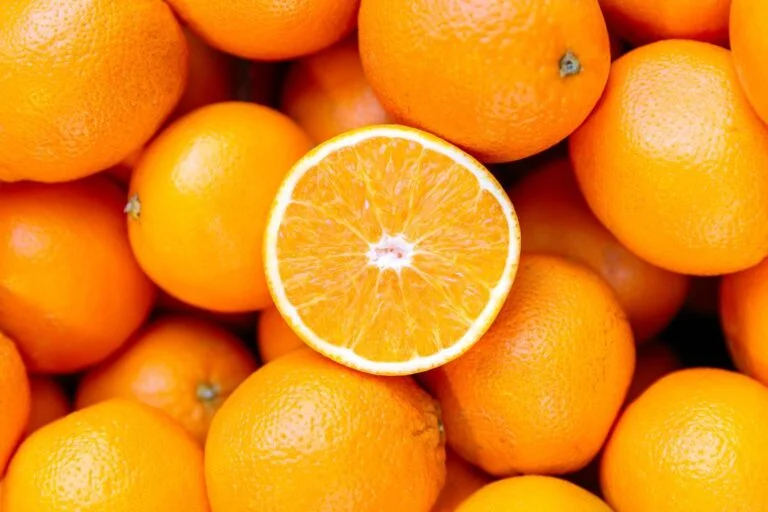 Can Schnauzers Eat Oranges