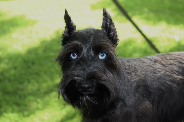 Can Schnauzers Have Blue Eyes