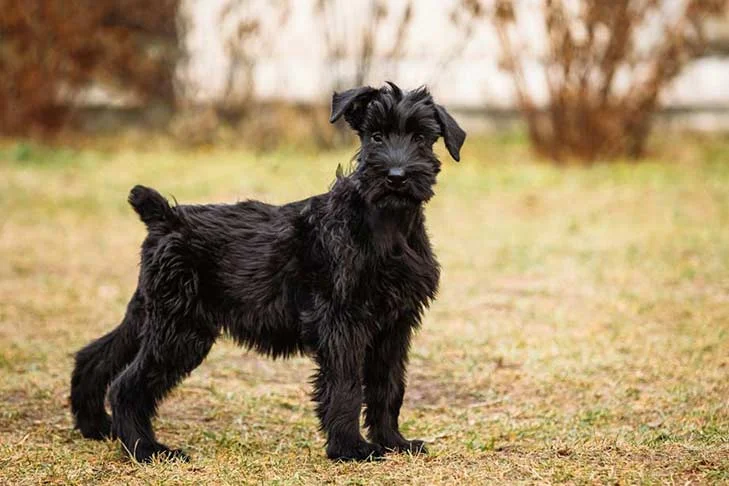 Can Schnauzers Have Curly Hair