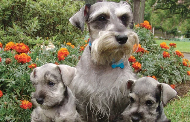 Do Schnauzers have health problems