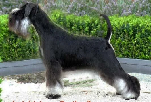Do Schnauzers have long tails