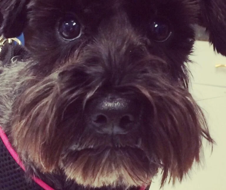 Do Schnauzers have whiskers