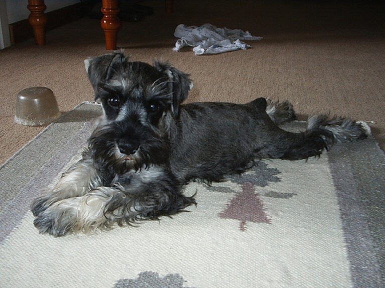 Are Schnauzers Good Apartment Dogs