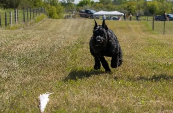 How fast can a Giant Schnauzer run