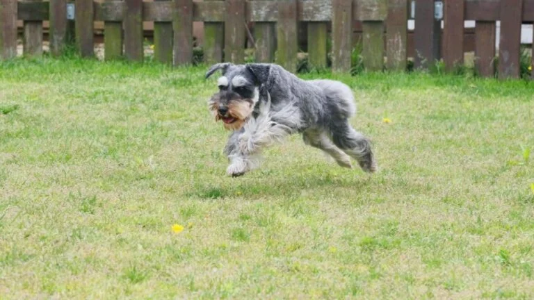 How Fast Can Schnauzers Run