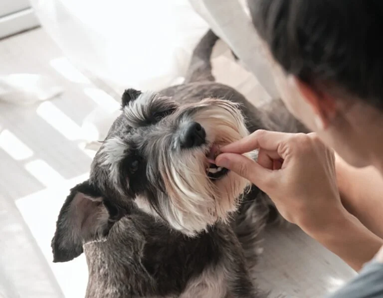 How to Train a Schnauzer Puppy Not to Bite