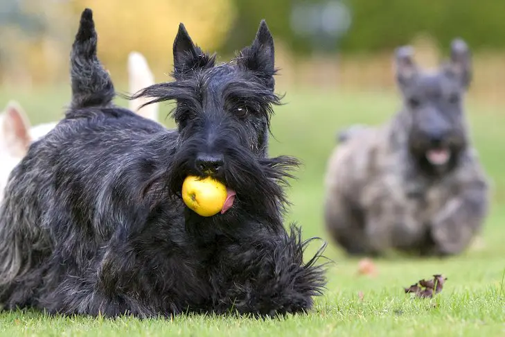 Can Schnauzers Eat Apples