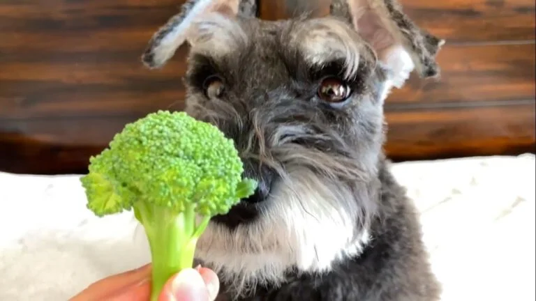 Can Schnauzers Eat Broccoli